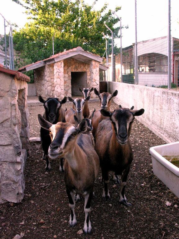 Agriturismo Valle Verde Altamura Dış mekan fotoğraf